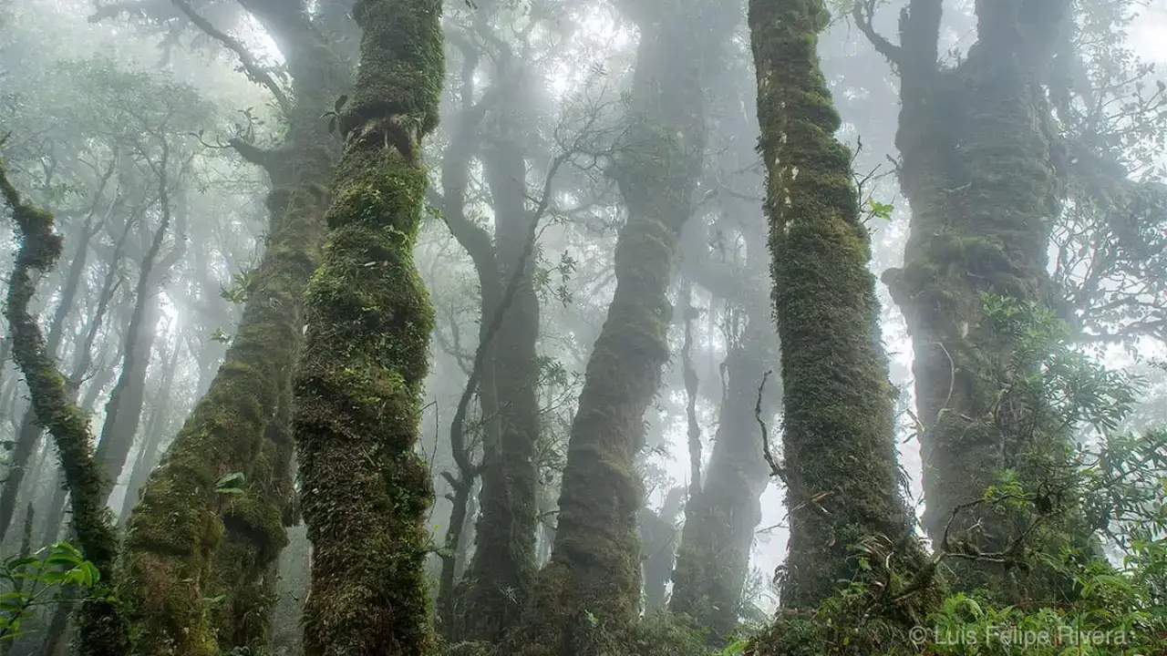 Bosque El Triunfo: maravilla natural de Chiapas con lluvia horizontal
