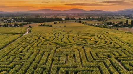 Campirino: el laberinto de maíz más grande de México en Querétaro