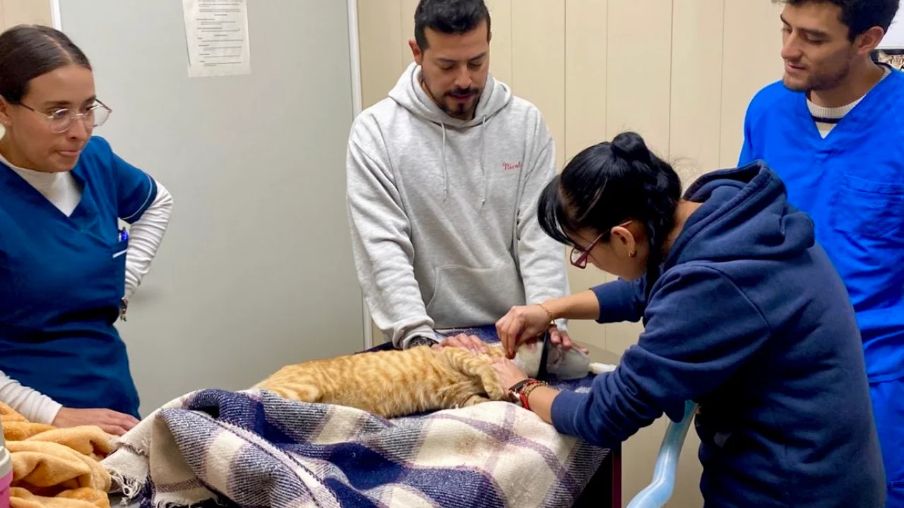 Hospital Veterinario de la CDMX ofrece consultas desde menos de 100 pesos para perros y gatos