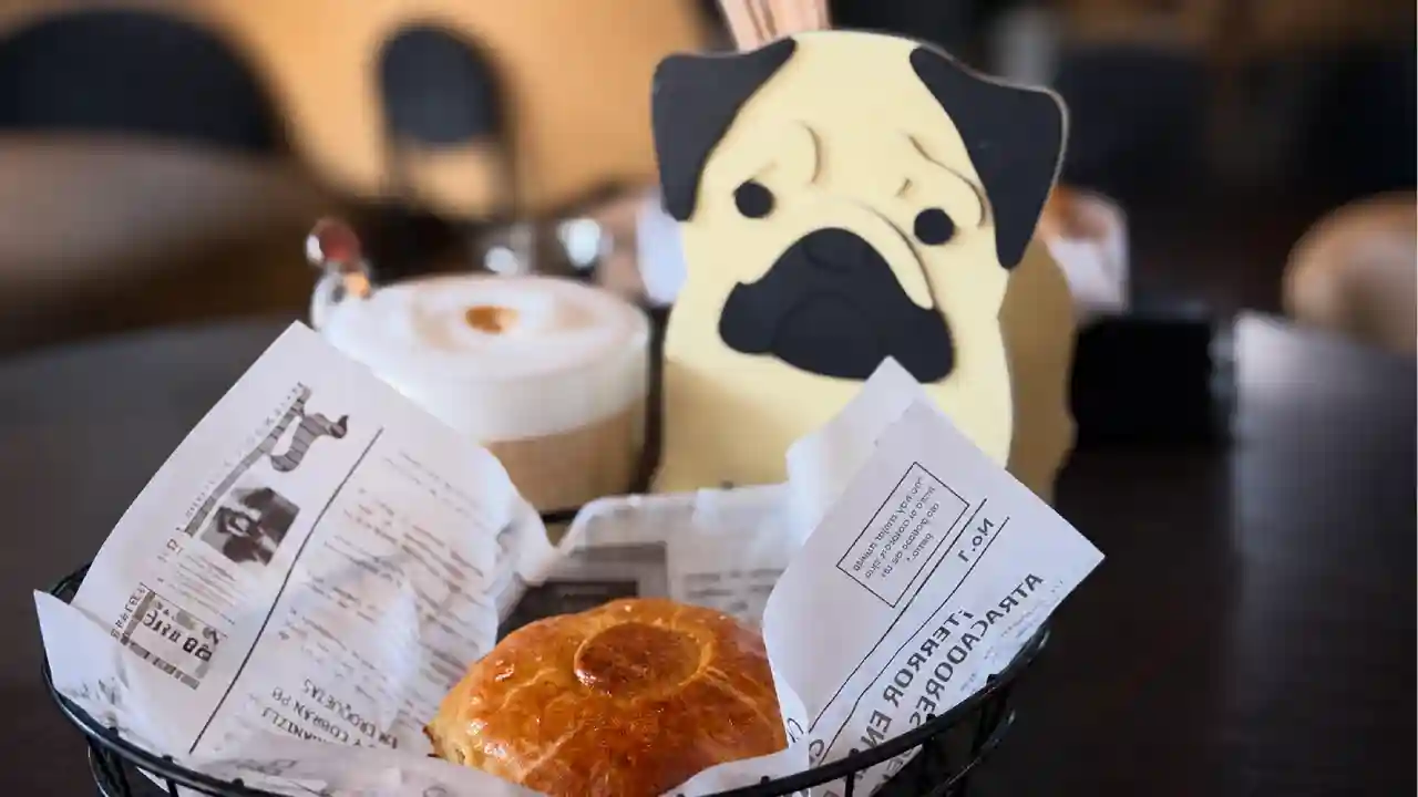 Friloo Café: la cafetería de la CDMX donde los perros también disfrutan un brunch