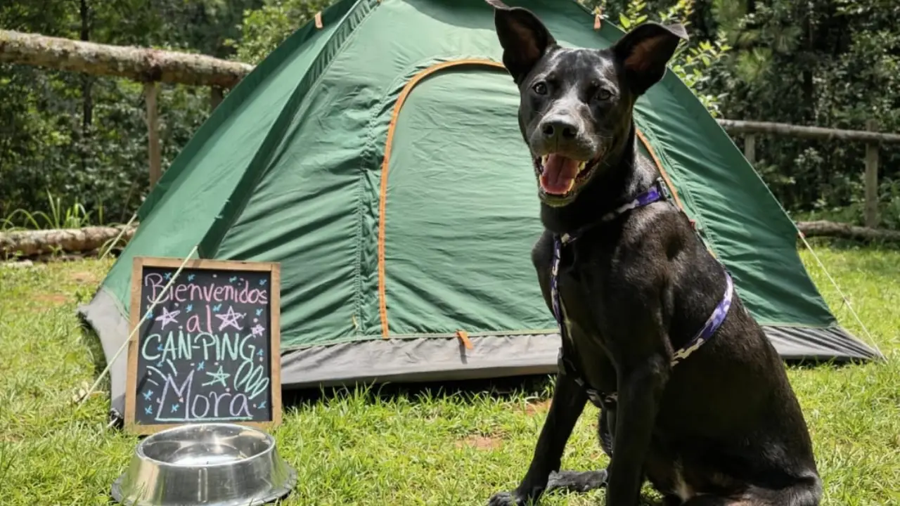 Can-ping: acampa con tu perro en un bosque muy cerca de la CDMX