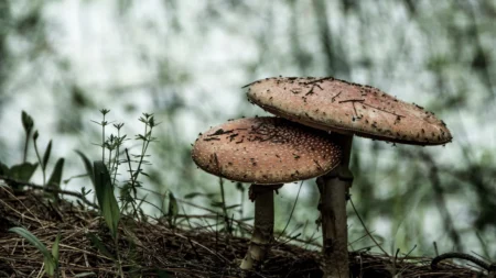Foto: Pexels