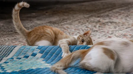Foto: Pexels