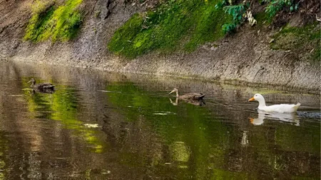 Imagen del artículo Huayamilpas revive con el regreso de aves migratorias a su parque urbano