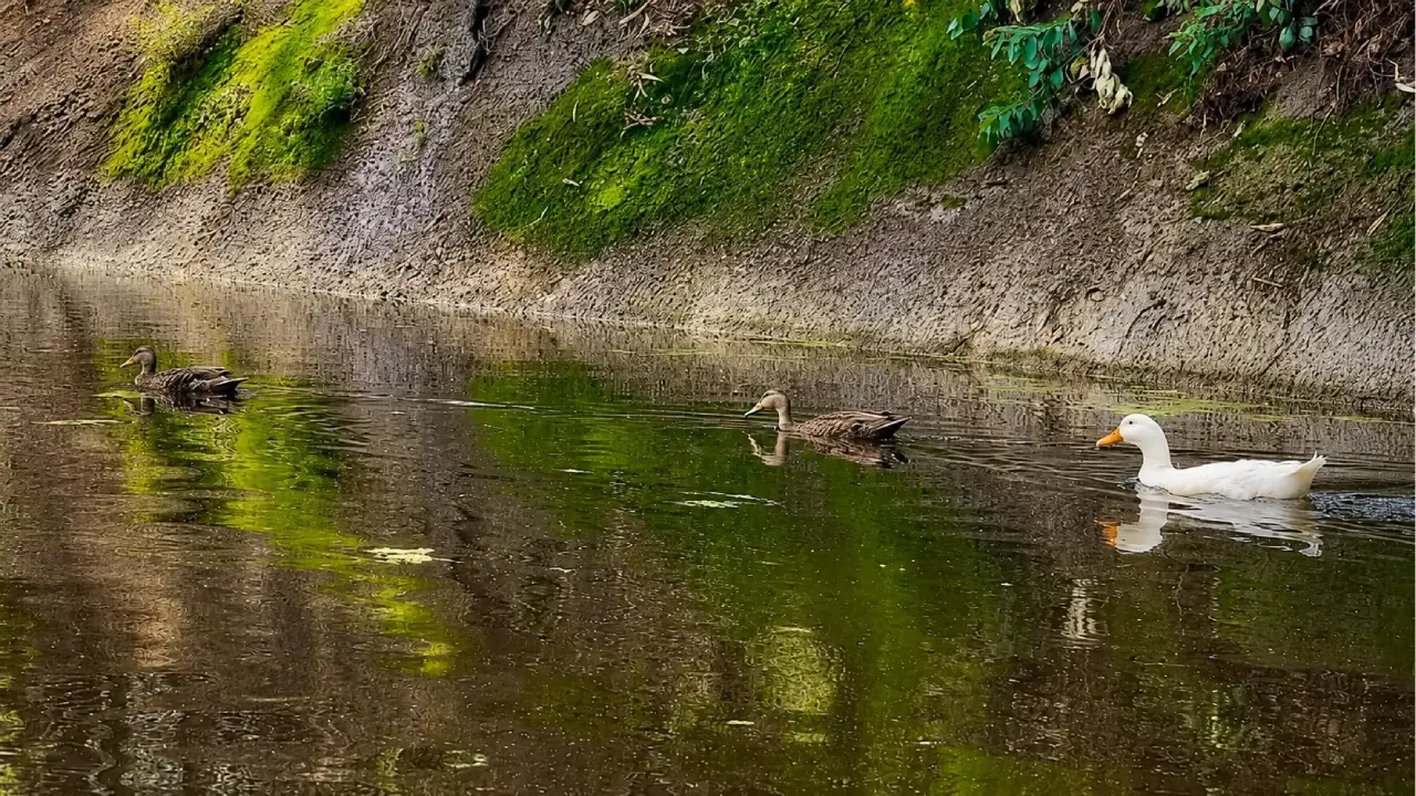 Huayamilpas revive con el regreso de aves migratorias a su parque urbano