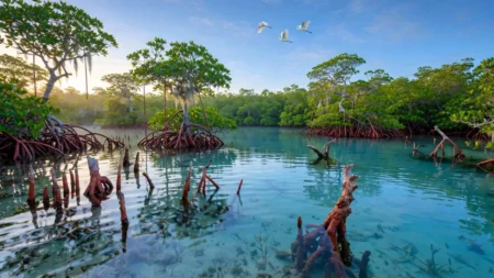 Manglares en México: 5 paraísos naturales que debes visitar alguna vez