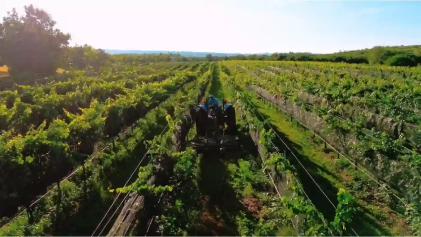 ¿Amante del vino? Así se vive la vendimia en Chihuahua este julio y agosto