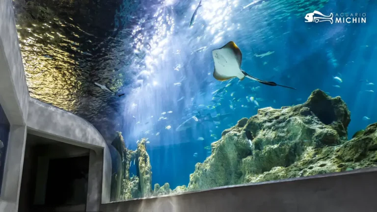 Imagen del artículo Entra a precios más económicos en el Acuario Michin