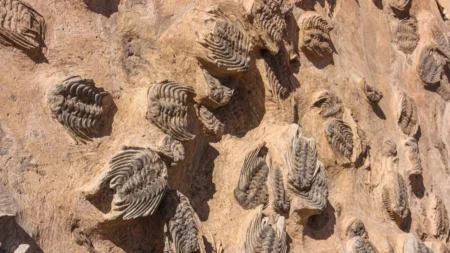 Expo Fósiles y Minerales