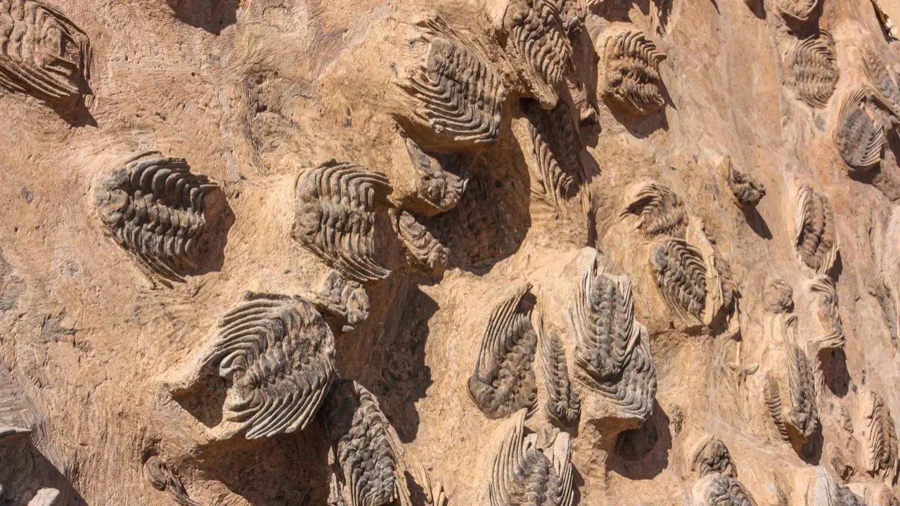 Expo Fósiles y Minerales