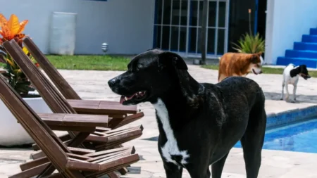 Casa San Perro